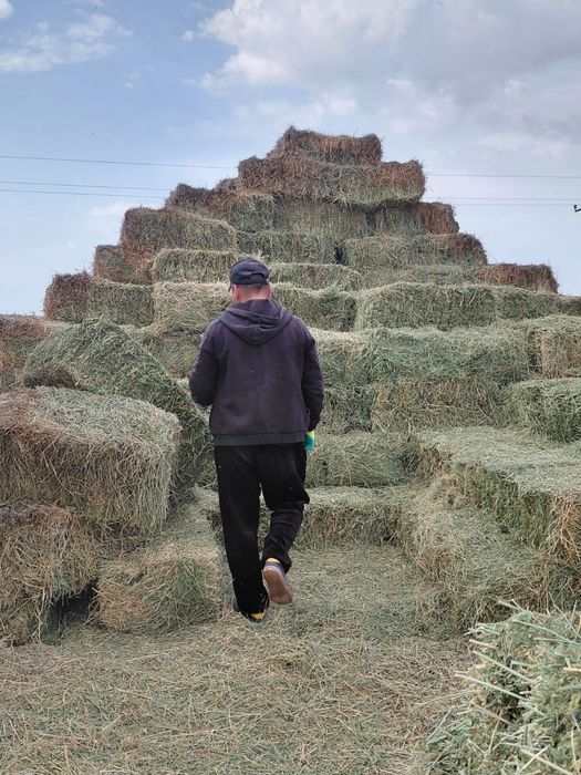 Люцерн хабарласыныздар