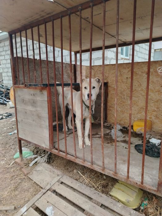 Продам собака Алабай