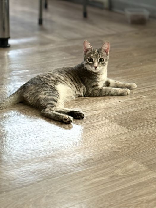 Пушистики ищут дом