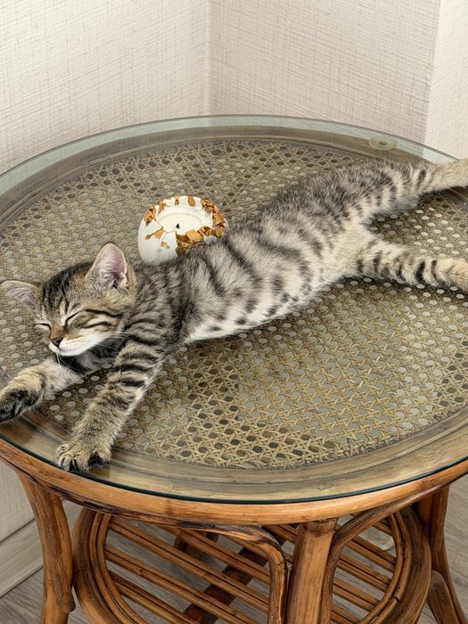 Котенок (3 мес.)