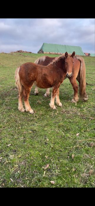 Vand manzi si manze din cai  grei