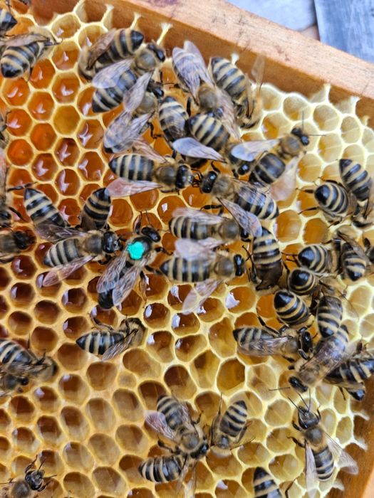 Vând familii albine