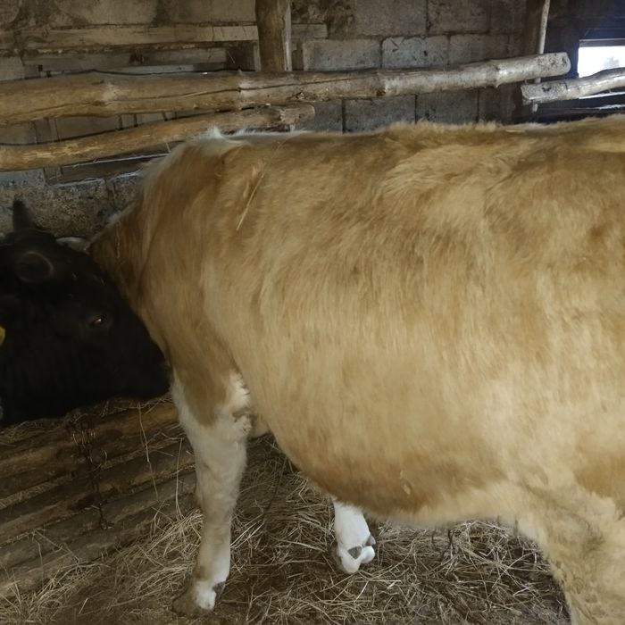 Бык симментальской породы