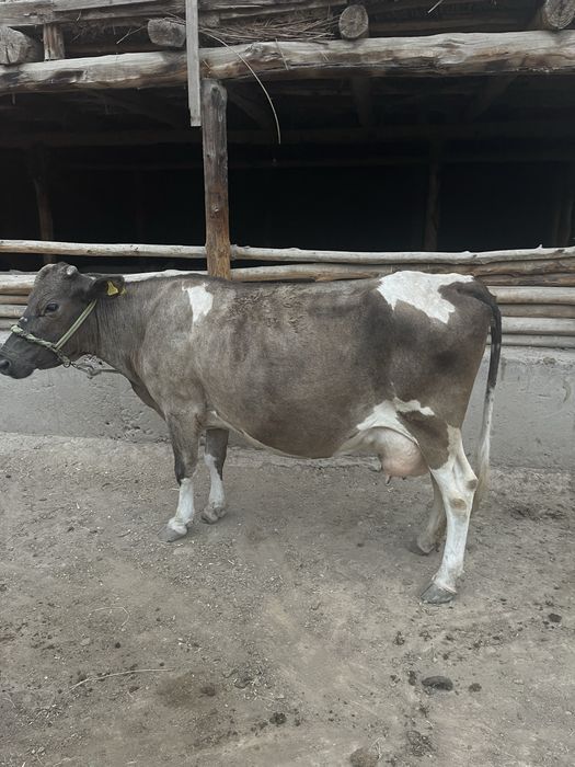 Sigr sogmli bolasi blan 10ltr suti bor tepmidi