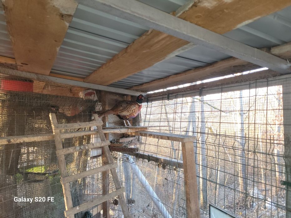 Vând familie de  fazani 2025.