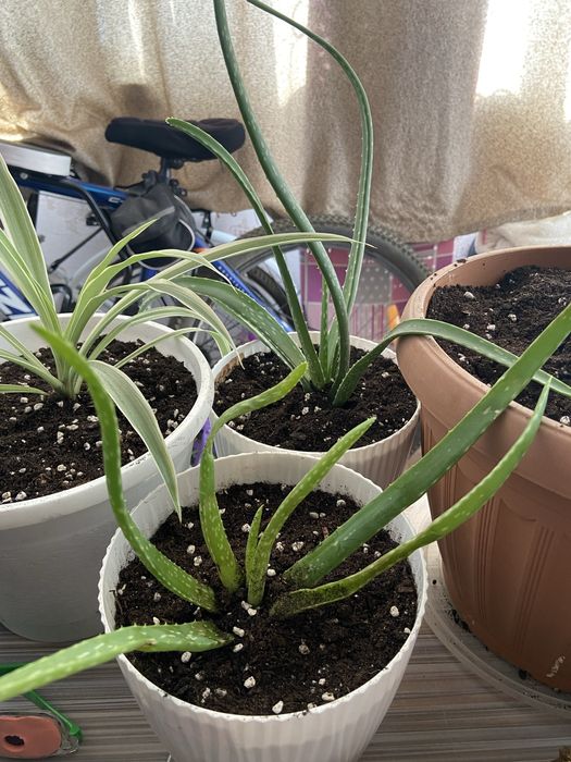 Продажа цветов Алоэ