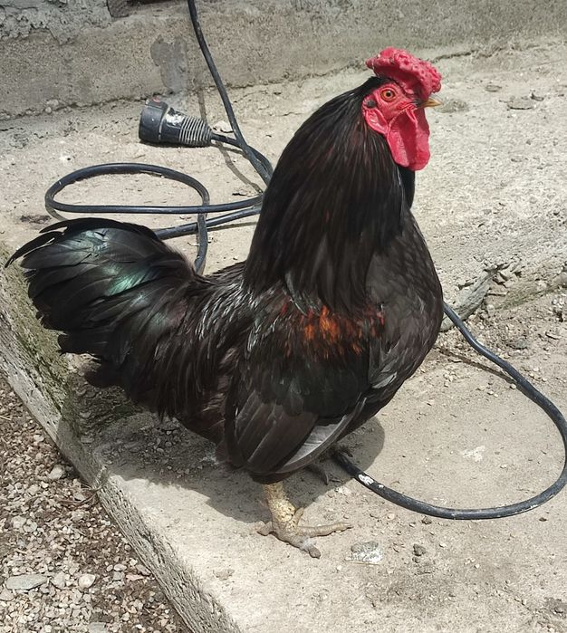 Cocoși Brahma și normali