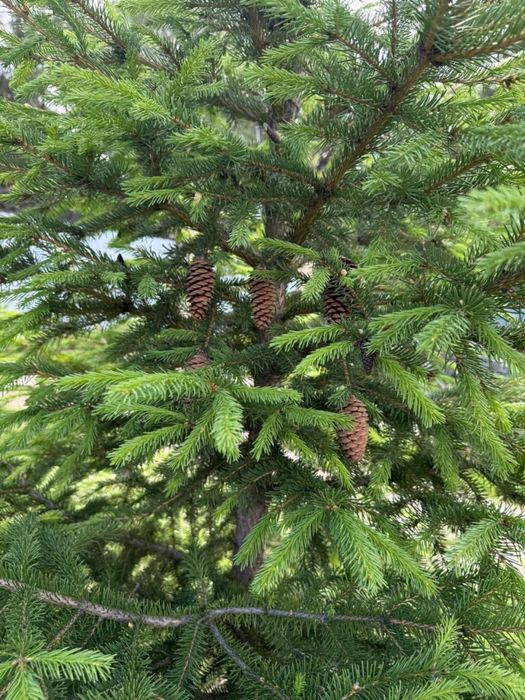 Продам участок 18 соток.