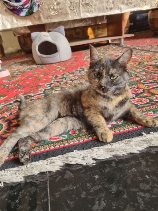 Кошка очень умная спокойная