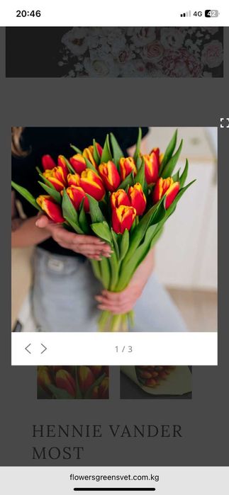 Тюльпаны из теплицы безпосредников