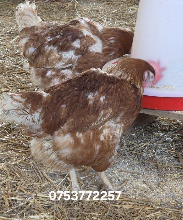 ‼️puicute rosii ouătoare ‼️