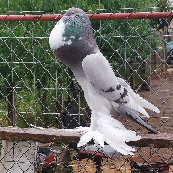 Gușați de Pomerania de vanzare