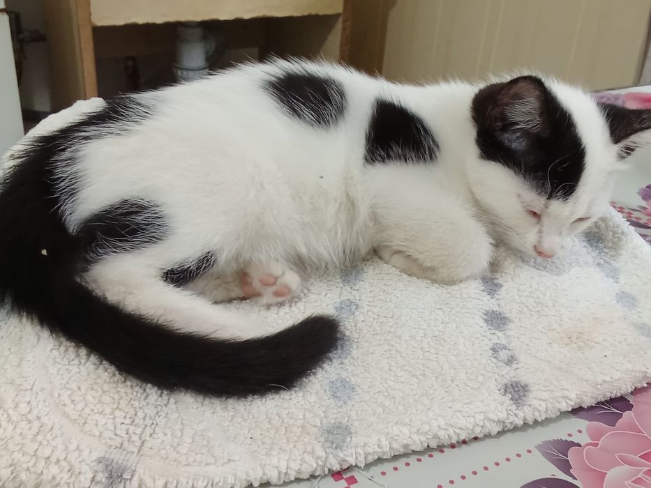 Отдам в хорошие руки