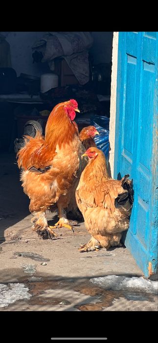 Продам цыплят брама 2 недели