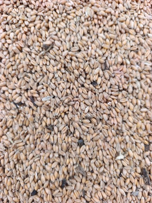зерно с семечками, овес