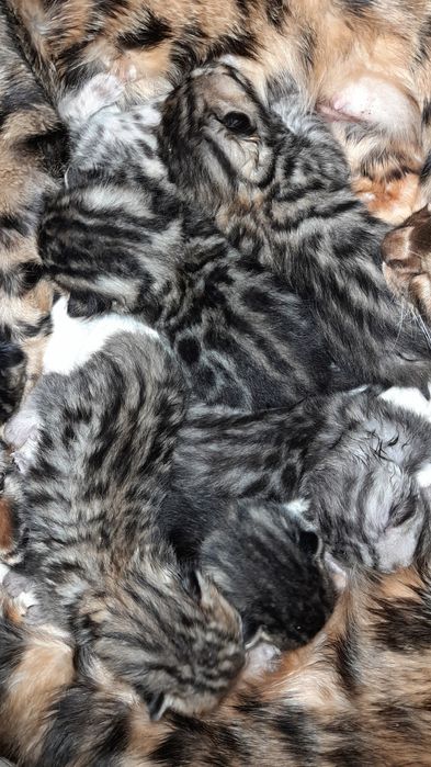 Ранее бронирование бенгальских котят