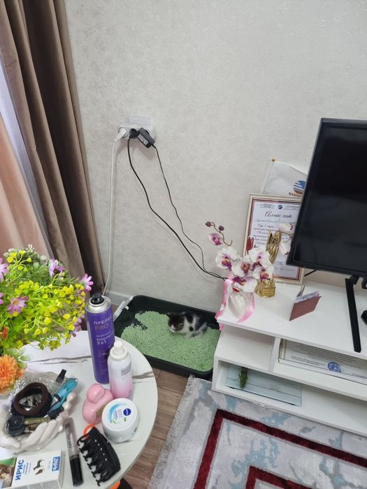 Отдам котенка в хорошие руки