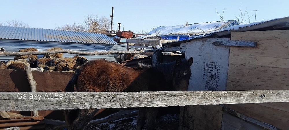 Продам молодого лошонка