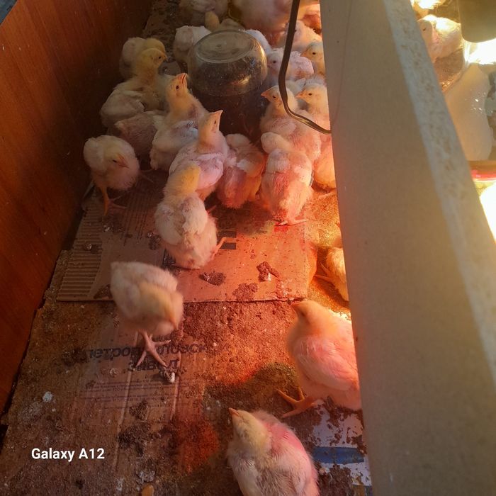 Бройлер кооб 500