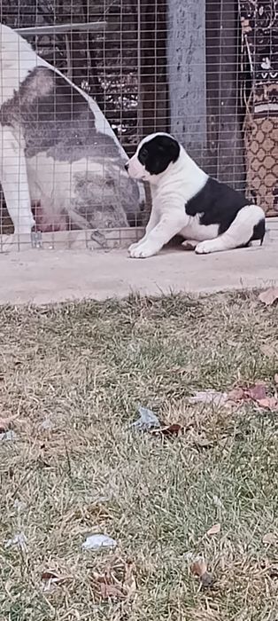 Продам щенков Алабая