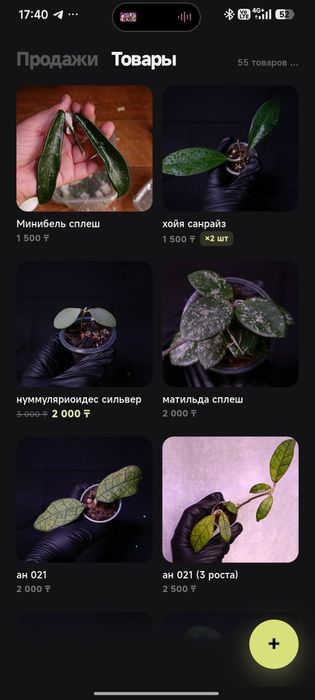 Хойи в ассортименте