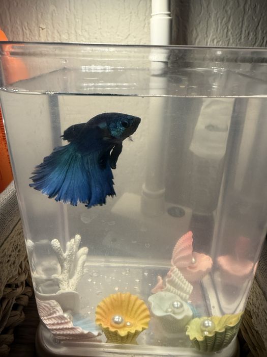 Аквариум с петушком и кормом