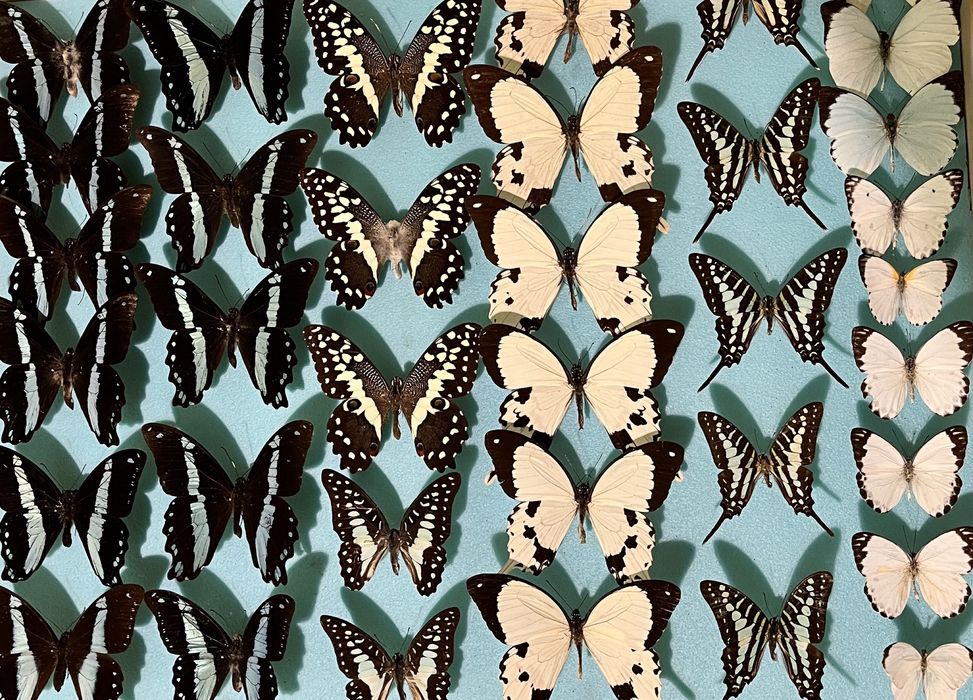 Колекция пеперуди за подарък