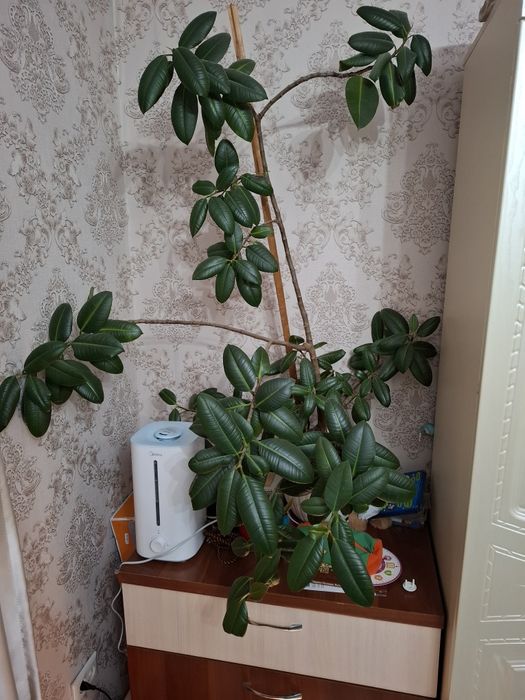 Домашние  цветы .