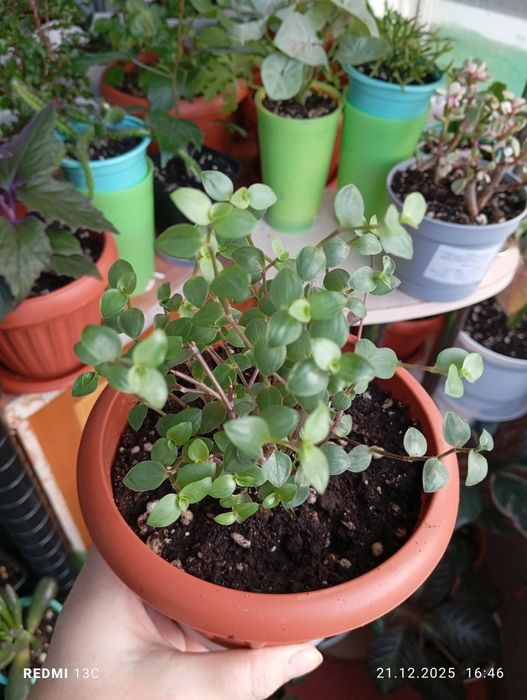 Продам комнатные растения