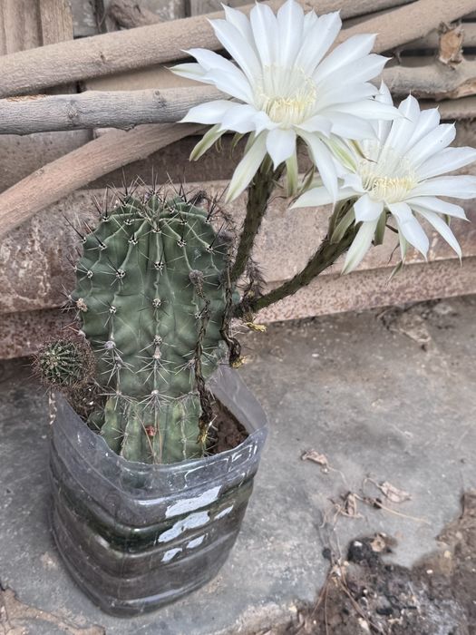 Эхинопсис Трубкоцветный, кактус