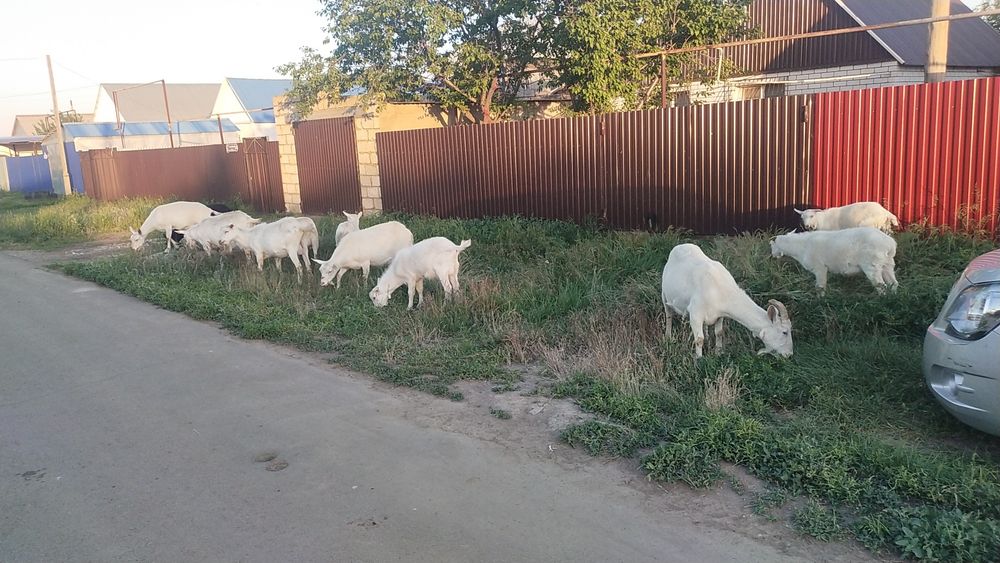Продам на племя (племенных Зайненских)козлов