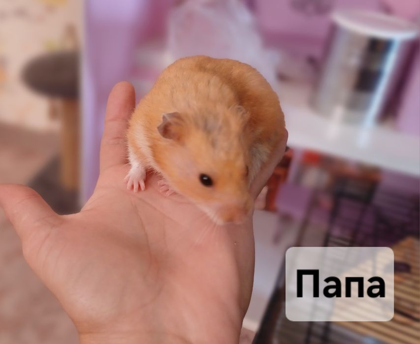 Продам хомяков сирийских