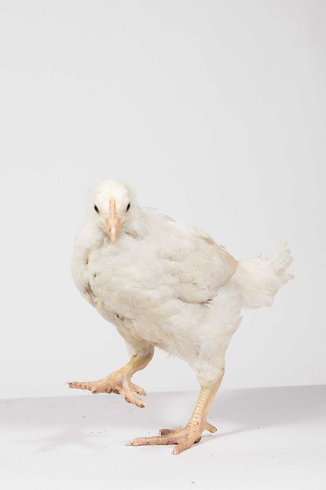 Pui de carne 16 zile - 500 gr - livrare en-gros din fermă săptămânal