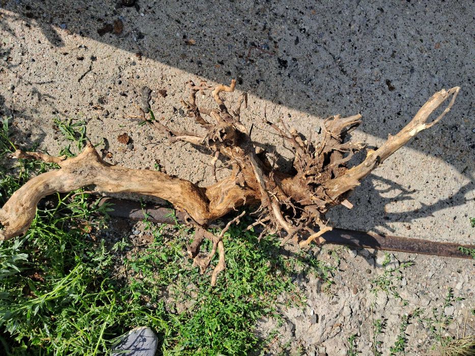 Коряга в аквариум