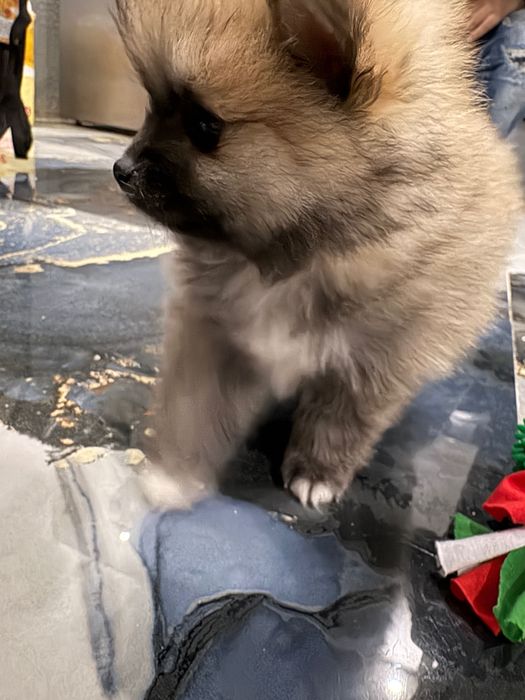 Мини померан на 2 масежс