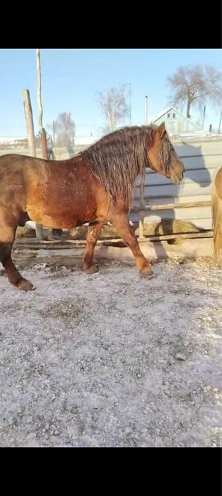 Продаётся жеребец