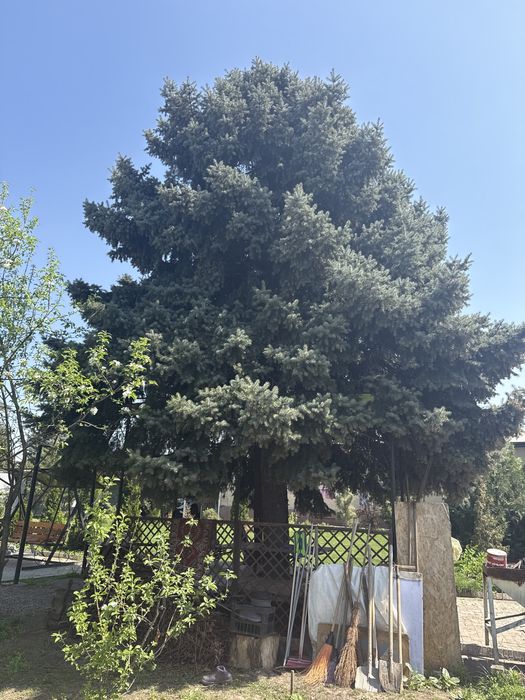 Продам Елку под тачпан