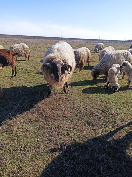 Oi și capre (breze și alpine)