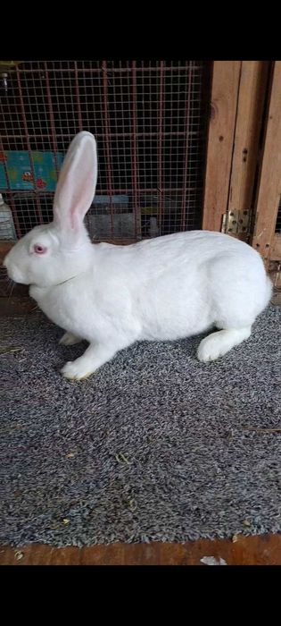 Tineret de urias german