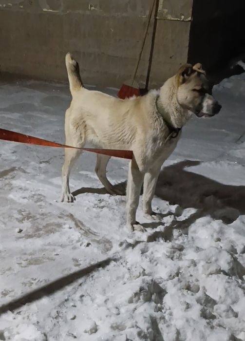 Сатылады бойцовский