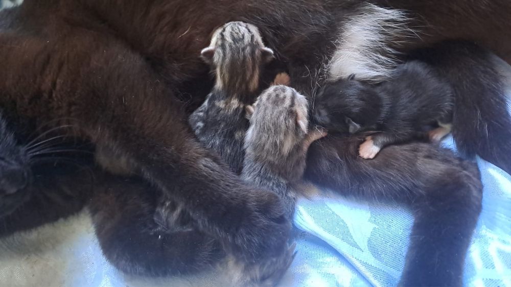 котята маленькие смешанные