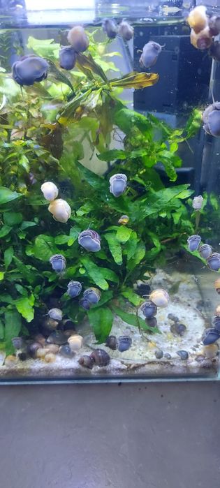 Melci pomaceea, tylomelania si plante