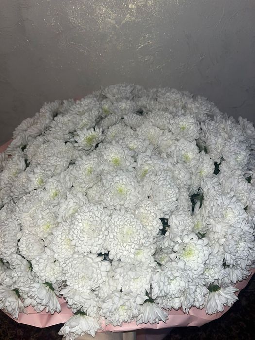Цветы белые хризантемы
