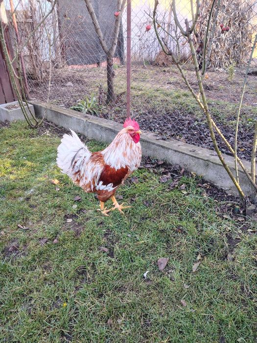 Cocosi diferite rase