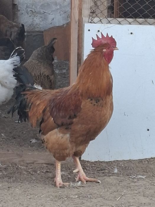 Әтеш сатылады. Бағасы 3500тг