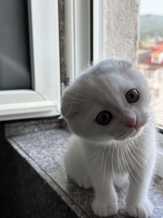 Scottish Fold alb