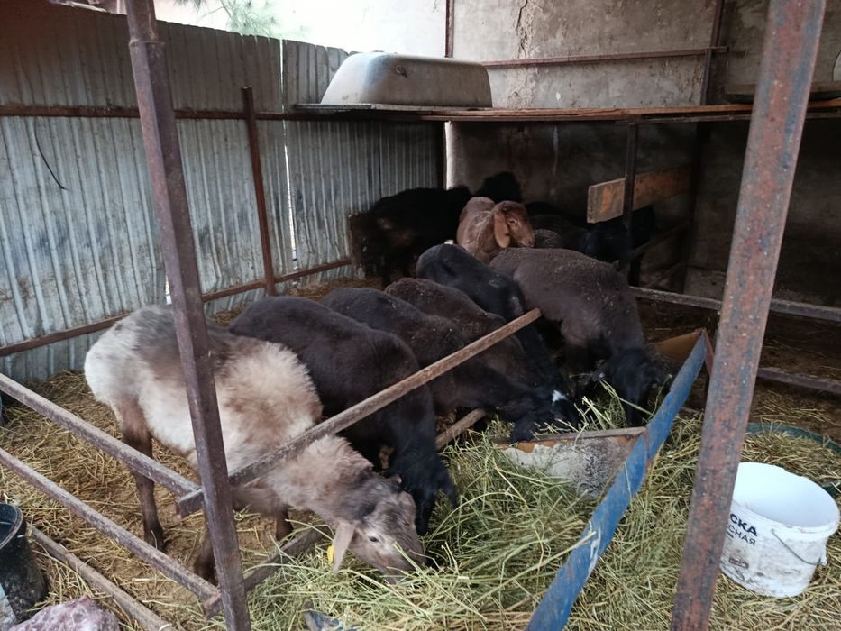 Кой кошкар сатылады