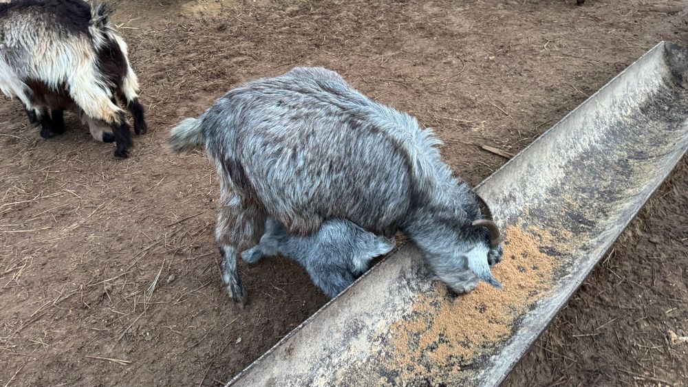 Ешкі лағымен сатылады