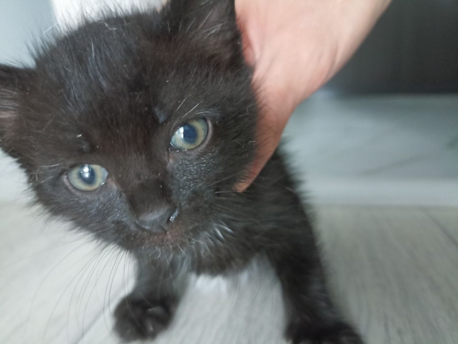 Котенок 2 месяца