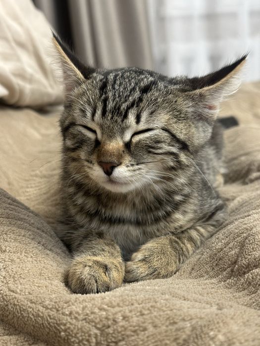 Отдам котенка 3 месяца